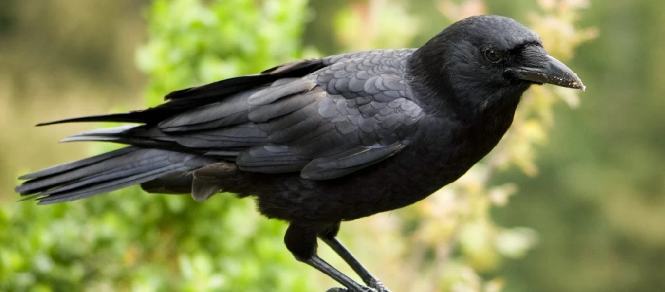 Κι όμως δεν είναι γορίλας: Είναι κοράκι και όλοι το μπερδεύουν (βίντεο)